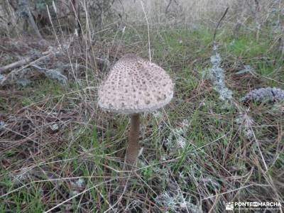 Parque Natural del Alto Tajo-Valle de los Milagros;parque de los picos de europa excursiones por la 